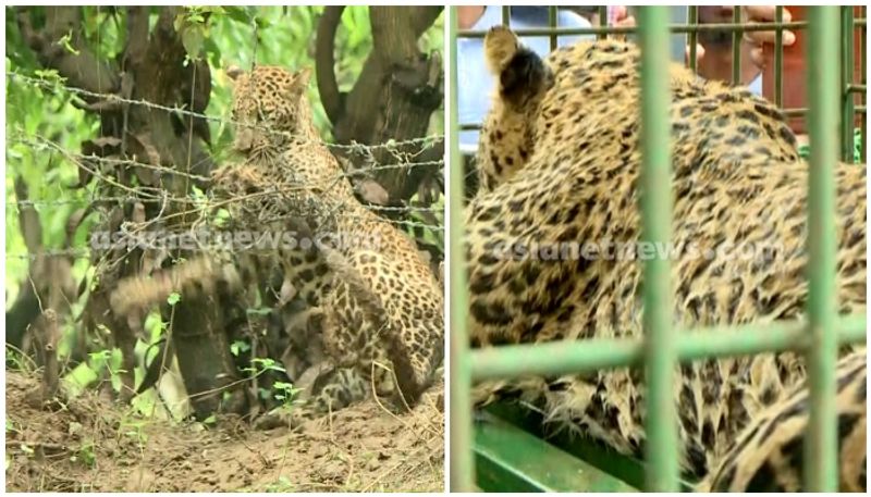 Kerala: Leopard dies after getting trapped in wire fence in Palakkad; internal bleeding suspected anr