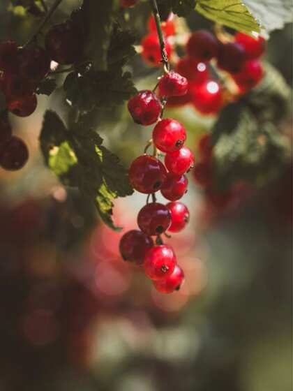 Berries (Blueberries, Strawberries, Raspberries)