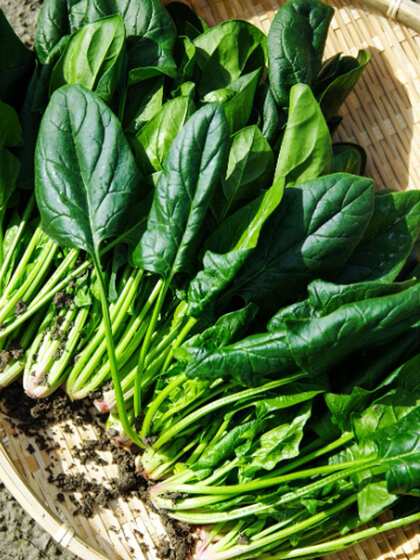 Leafy Greens (Spinach, Kale, Swiss Chard)
