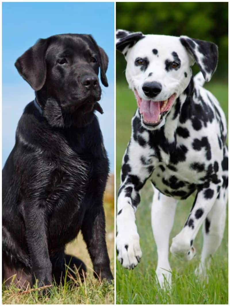 Labrador to golden retriever: Top 7 most loyal dog breeds in India RTM EAI