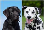 Labrador to golden retriever: Top 7 most loyal dog breeds in India RTM EAI