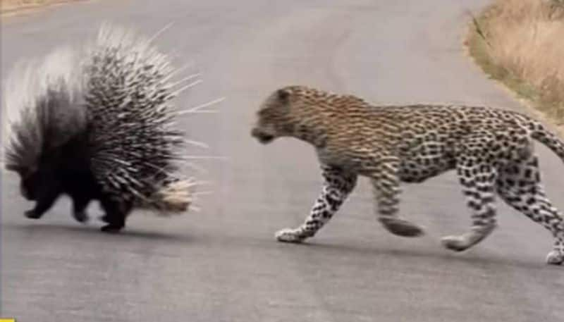 Leopard and porcupine fight video 