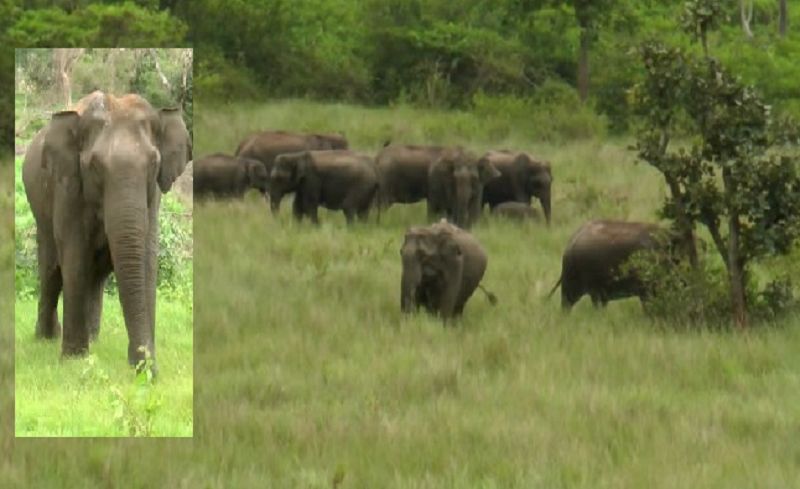 Successful completion of three-day elephant census in Karnataka's Bandipur forest vkp