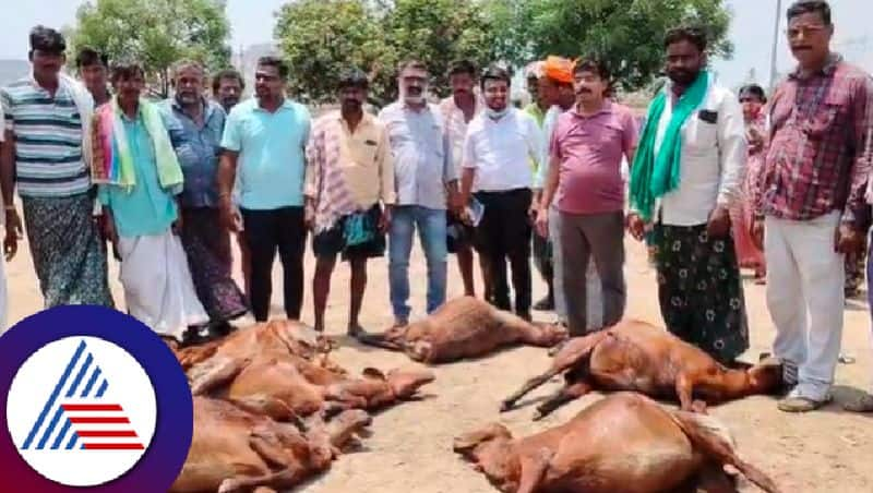 More than 55 sheep died after consuming poison at ballari district rav