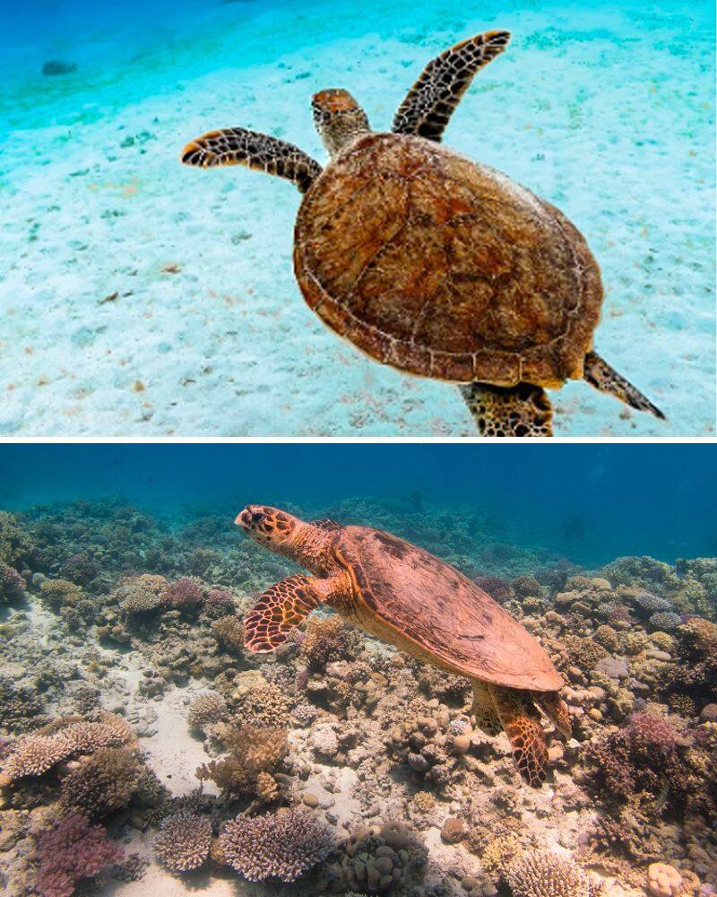 World Turtle Day 2024: 7 most common varieties of the animal ATG EAI