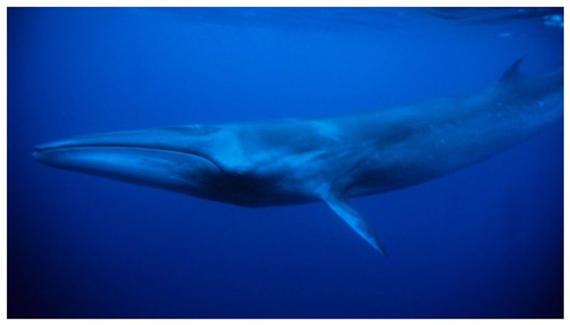 whale that was thought to have disappeared from the earth 100 years ago has been rediscovered