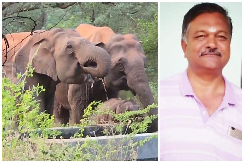 bharathiar university worker died while forest elephant chase him in coimbatore vel