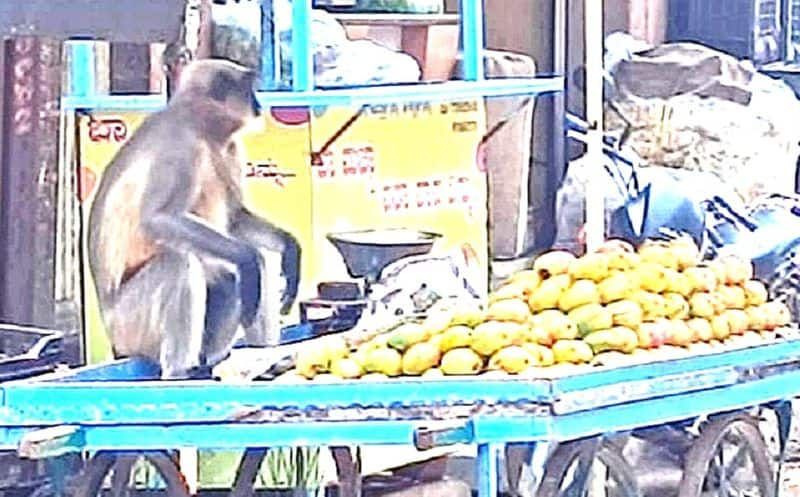 Viral Video A monkey is selling mangoes at Bagalkote gvd