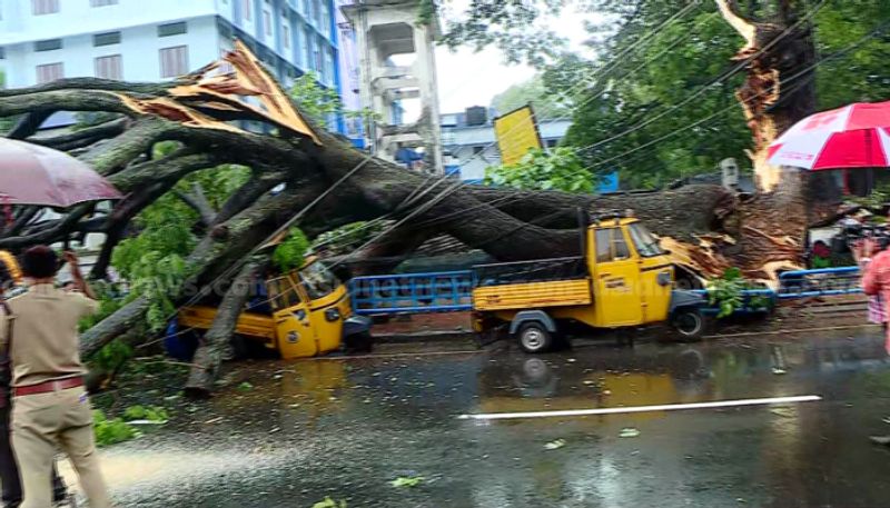 Tree fell down at Thrissur st thomas road