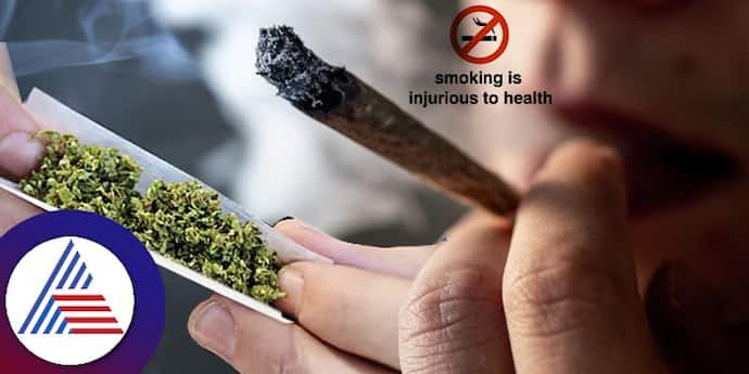 Karnataka: Marijuana kits introduced to detect smokers in Gangavathi
