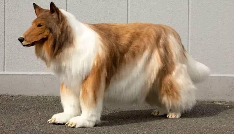 toco japanese man living in the costume of dog now wants to be a panda 