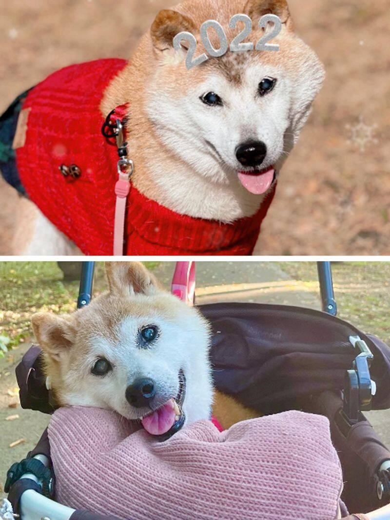 Kabosu the world famous dog which inspired Dogecoin passes away ATG