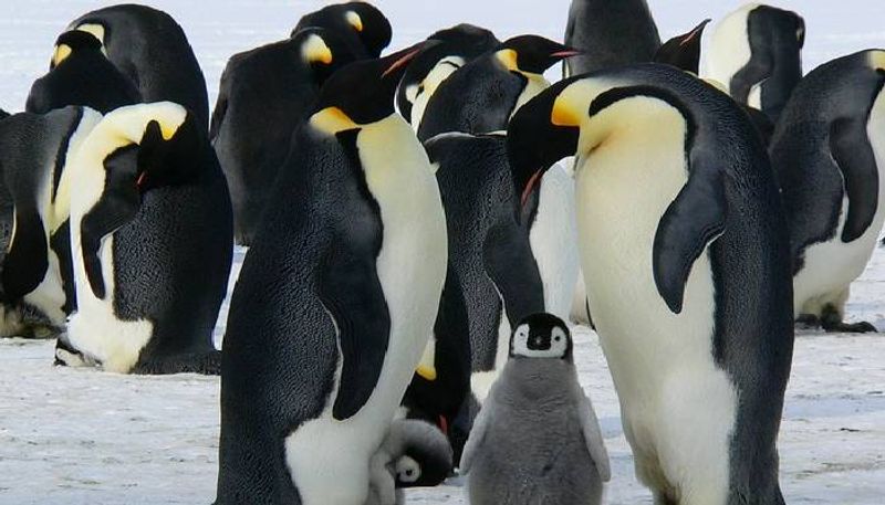 conservation of penguin ngos drag environment minister to court south africa 