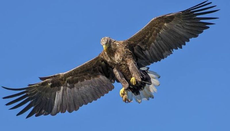 eagles shifted migration route because of Ukraine war