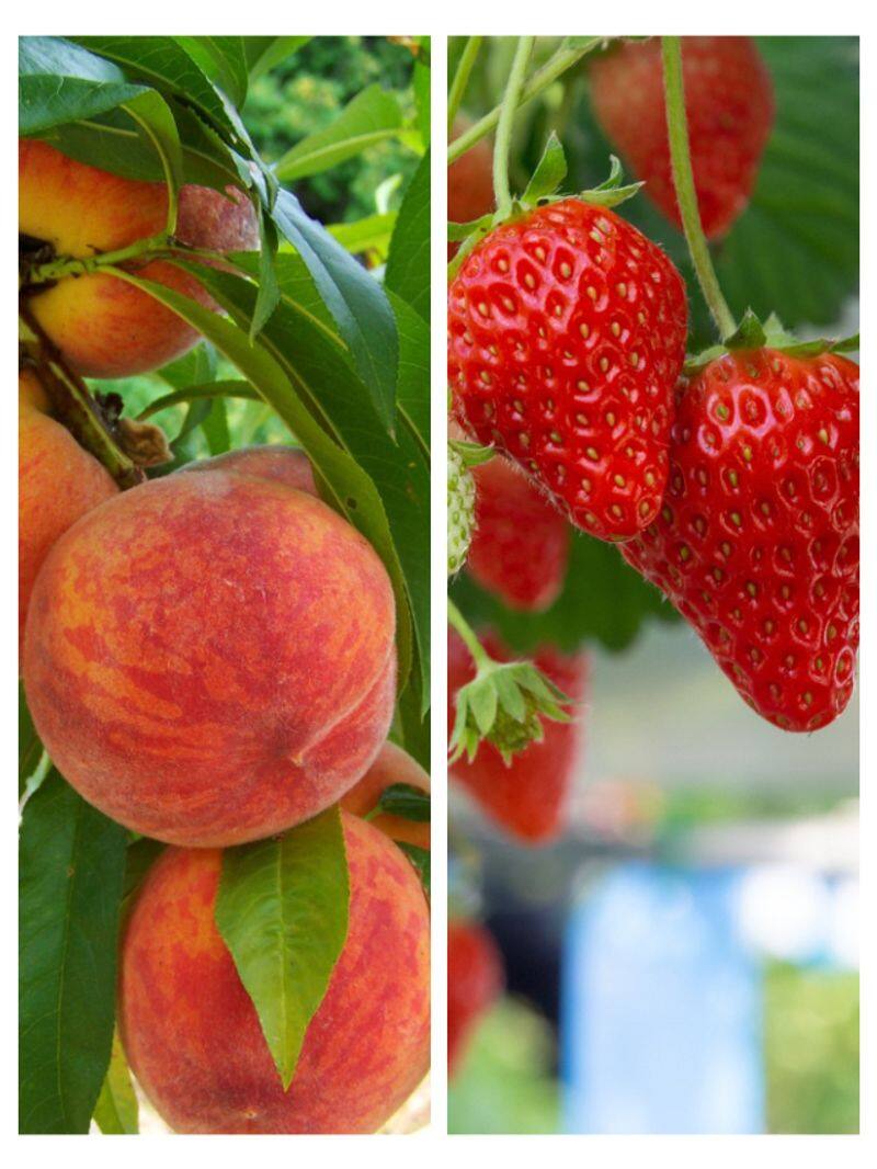 Strawberries to Peaches: 8 super hydrating fruits to eat this season ATG EAI