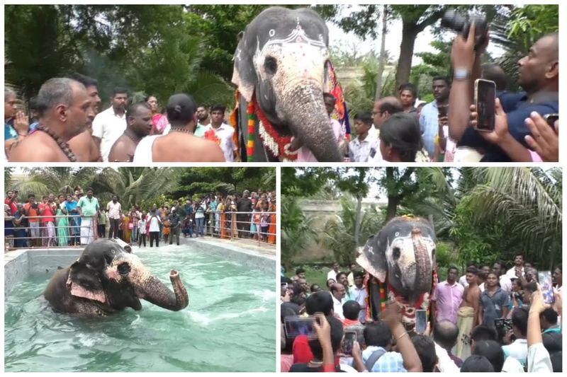 devotees celebrate the temple elephant akila s 22nd birthday at thiruvanaikaval temple in trichy