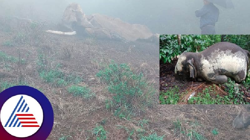 Wild elephants ecayed dead bodies found at madikeri kushalanagar kodagu district rav