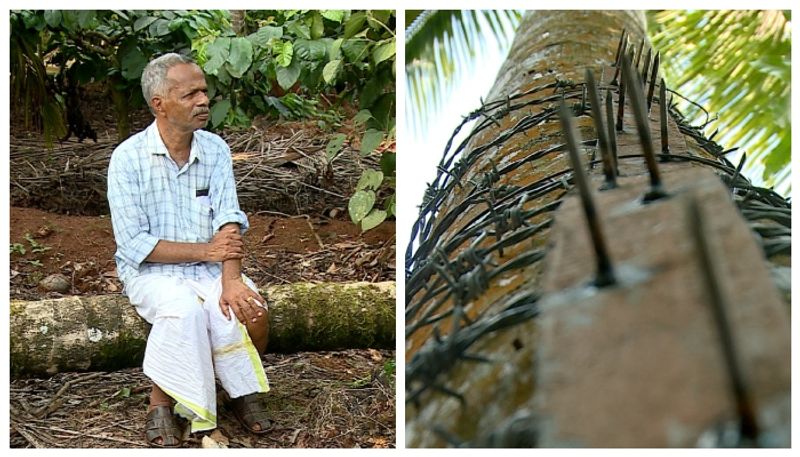 farmer lost nearly 40 coconut tree in a wild animal clash at wayanad 