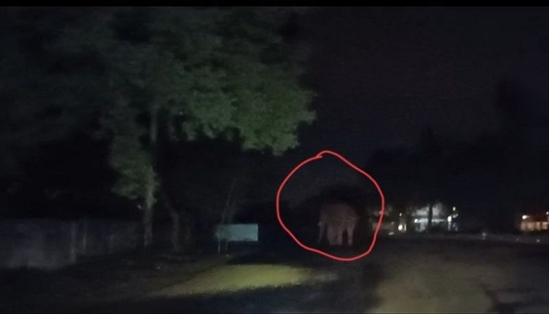 Wild elephant spotted roaming Bengaluru-Mysuru old highway at night vkp