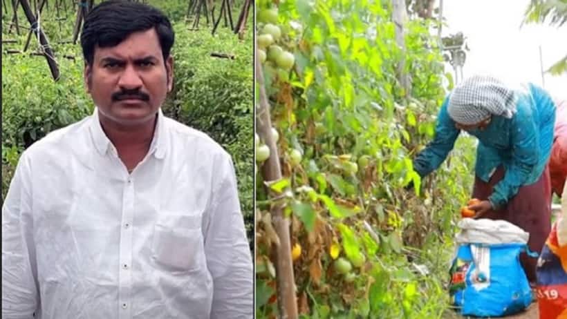 India Agriculture 2024: धान खेती में नुकसान तो टमाटर की खेती ने ऐसे बदल दी किस्मत, महीने भर में करोड़ों कमाएं 