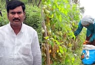 success story of telanaga farmer becomes crorepati by tomatoes farming India Agriculture 2024 zrua