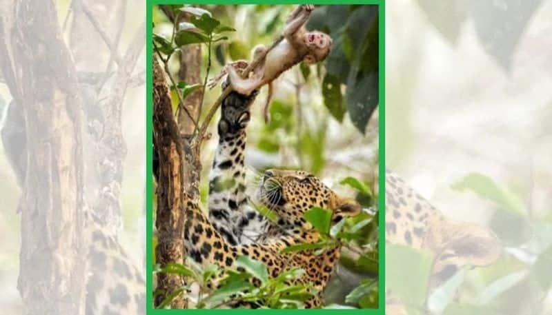 IFS Officer shares photo of leopard hunting baby monkey mrq