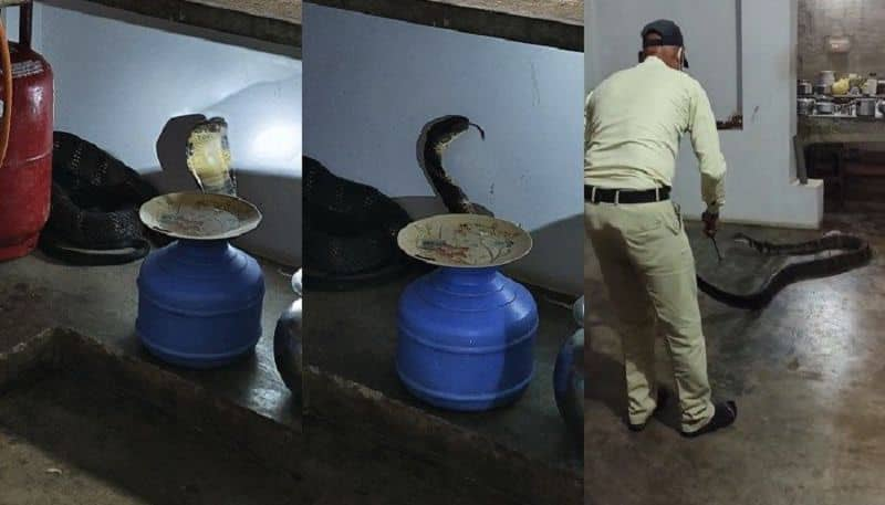 A 12 Feet Huge King Cobra Was Found in Kitchen at Chikkamagaluru gvd