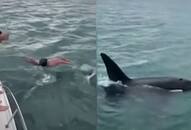 New Zealand man penalized $600 for attempting to 'Body Slam' a Killer Whale [WATCH]