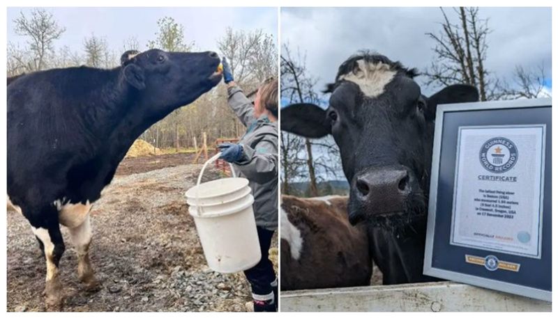 Romeo holds Guinness World Record for tallest steer in the world