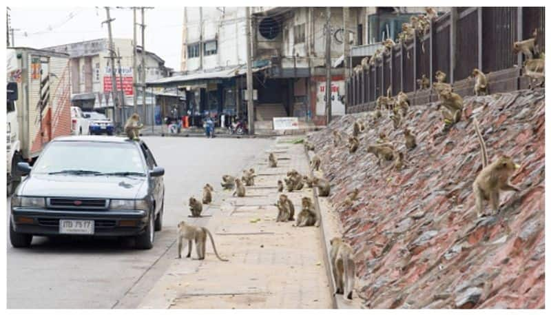 People leave the city because of monkey attacks