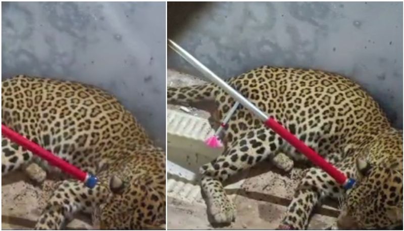 leopard inside closed home at gudalur nilgiris