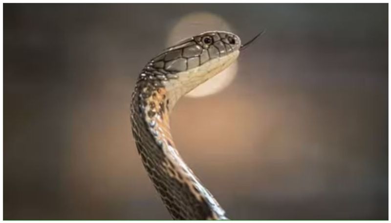 Tamil Nadu: Man Arrested For Killing & Eating Rat Snake, A Protected Reptile  sgb