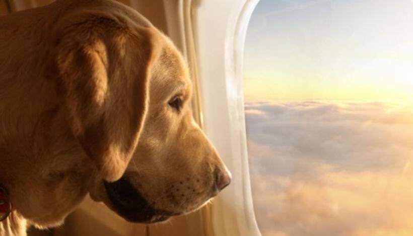 BARK Air: World’s first dog centric airline takes off, inaugural flight sold out in US