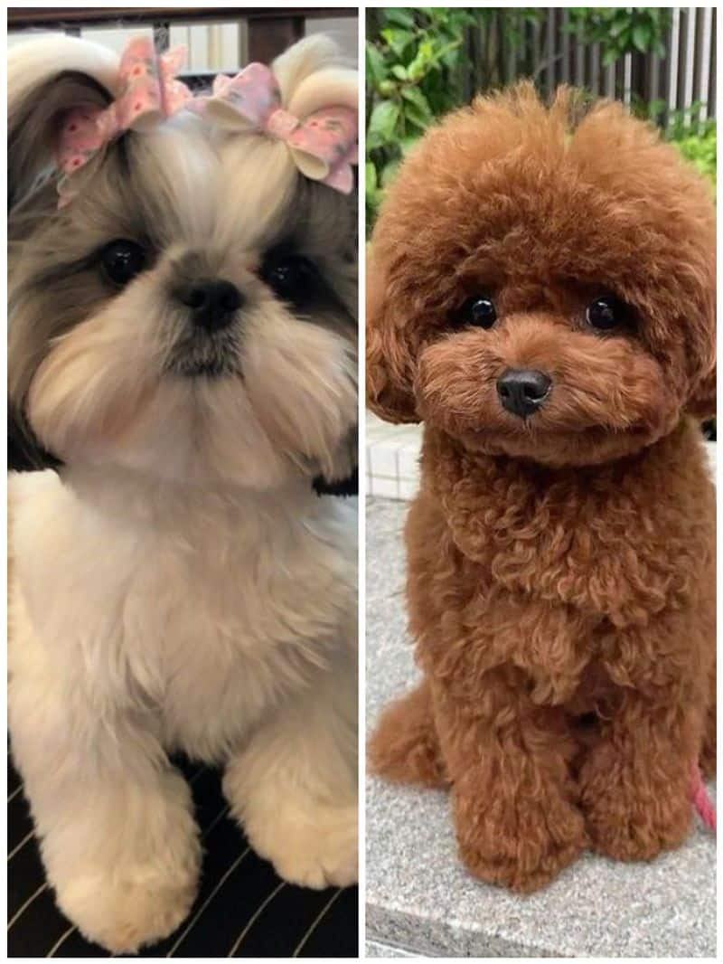 Shih Tzu to Toy Poodle: Top 7 Toy dog breeds in India RTM EAI