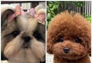 Shih Tzu to Toy Poodle: Top 7 Toy dog breeds in India RTM EAI