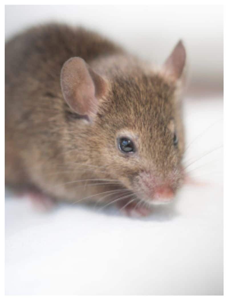 Tired of rat infestations? Try these effective home remedies dmn