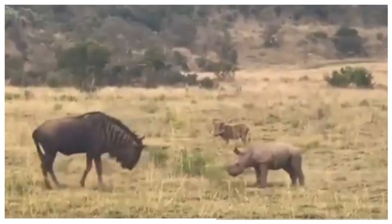 Video of baby rhinoceros trying to attack wildbeest goes viral 