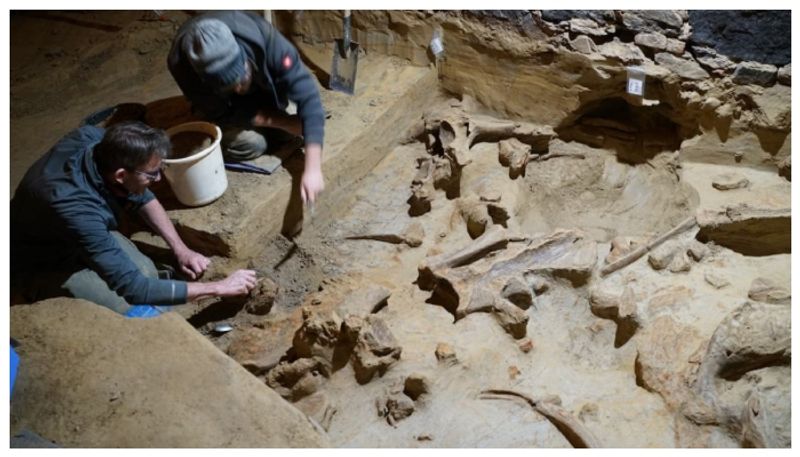 40000 year old mammoth bone was discovered when an ancient wine cellar was cleaned