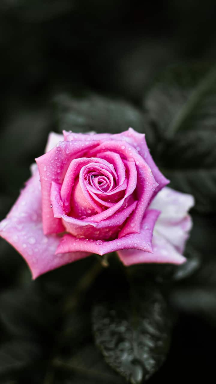 5 tips to keep your rose plants healthy this summer iwh