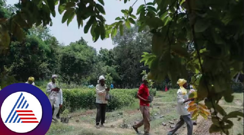 Govt grant given for forest greening hasnt spent by forest department rav