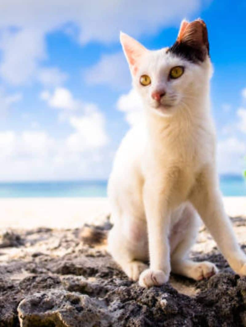 Know about an Island with More Cats than Humans, situated in... NTI