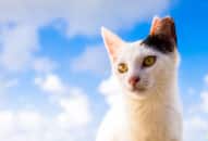 Know about an Island with More Cats than Humans, situated in... NTI