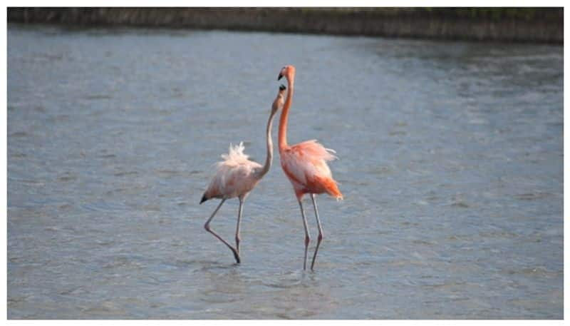 At the age of 70 Gertrude Flamingo laid his first egg