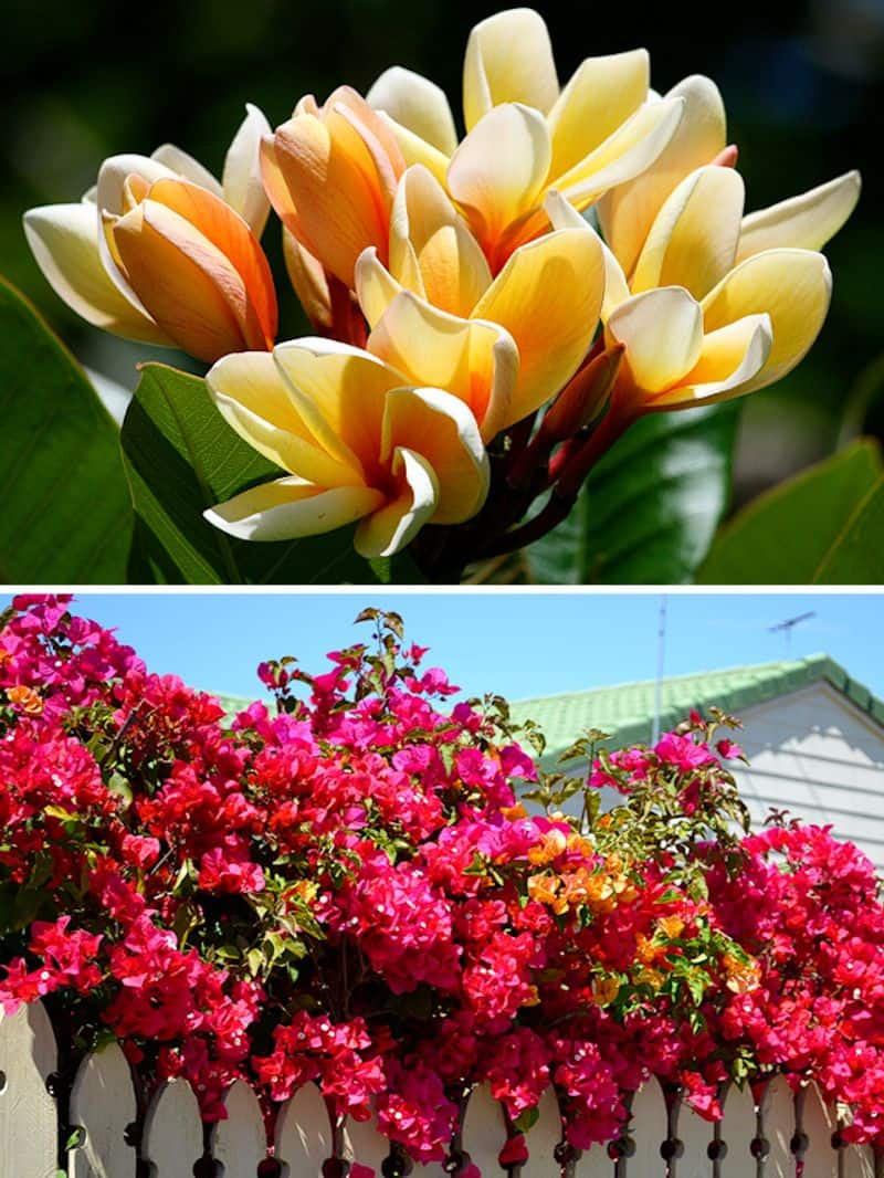 Plumeria to Bougainvillea: 7 flowers that bloom in Monsoon ATG EAI