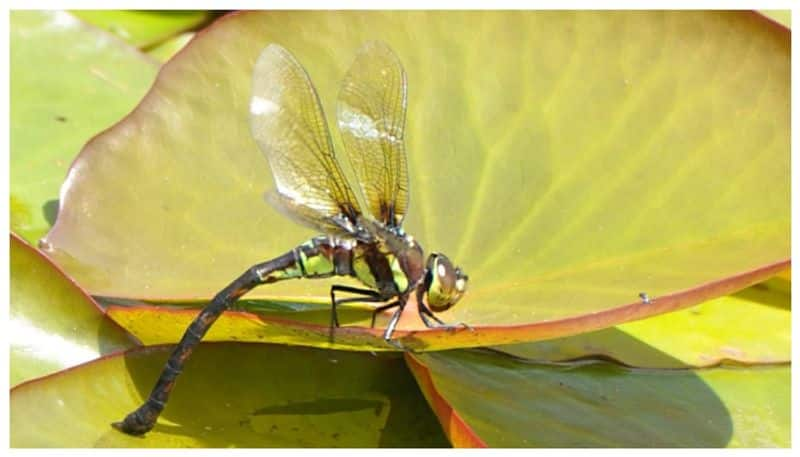 New species of fish and odonates discovered in Periyar Tiger Reserve