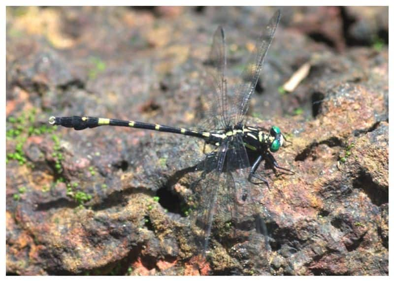 Kerala: First aquatic faunal survey in Periyar Tiger Reserve unveiled exceptional odonate and fish diversity anr