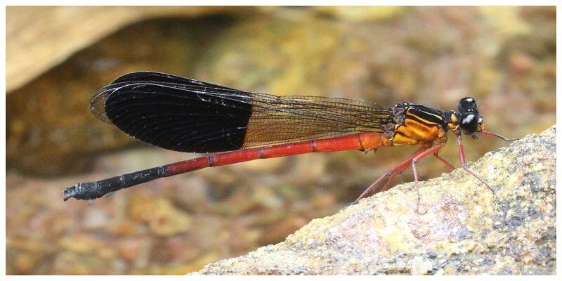 Kerala: First aquatic faunal survey in Periyar Tiger Reserve unveiled exceptional odonate and fish diversity anr