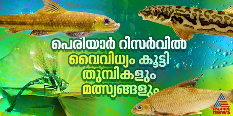 New species of fish and odonates discovered in Periyar Tiger Reserve