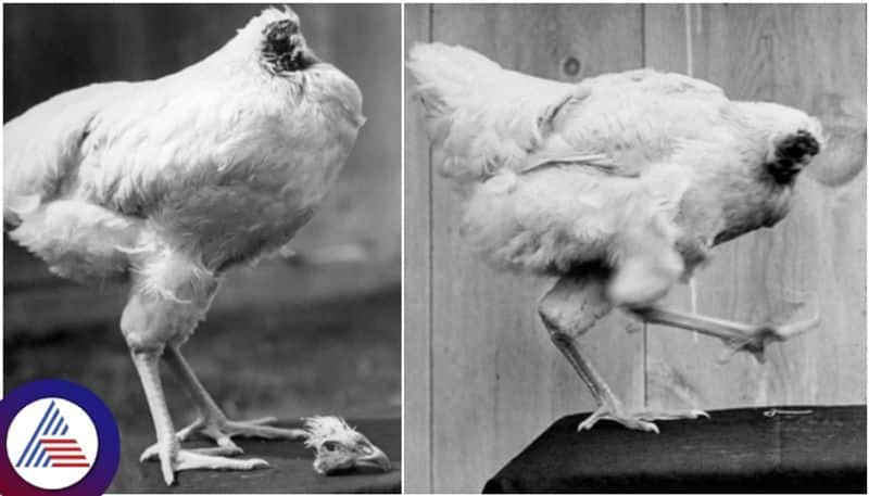 Miracle mike chicken living 18 months without head and get national reputation sat