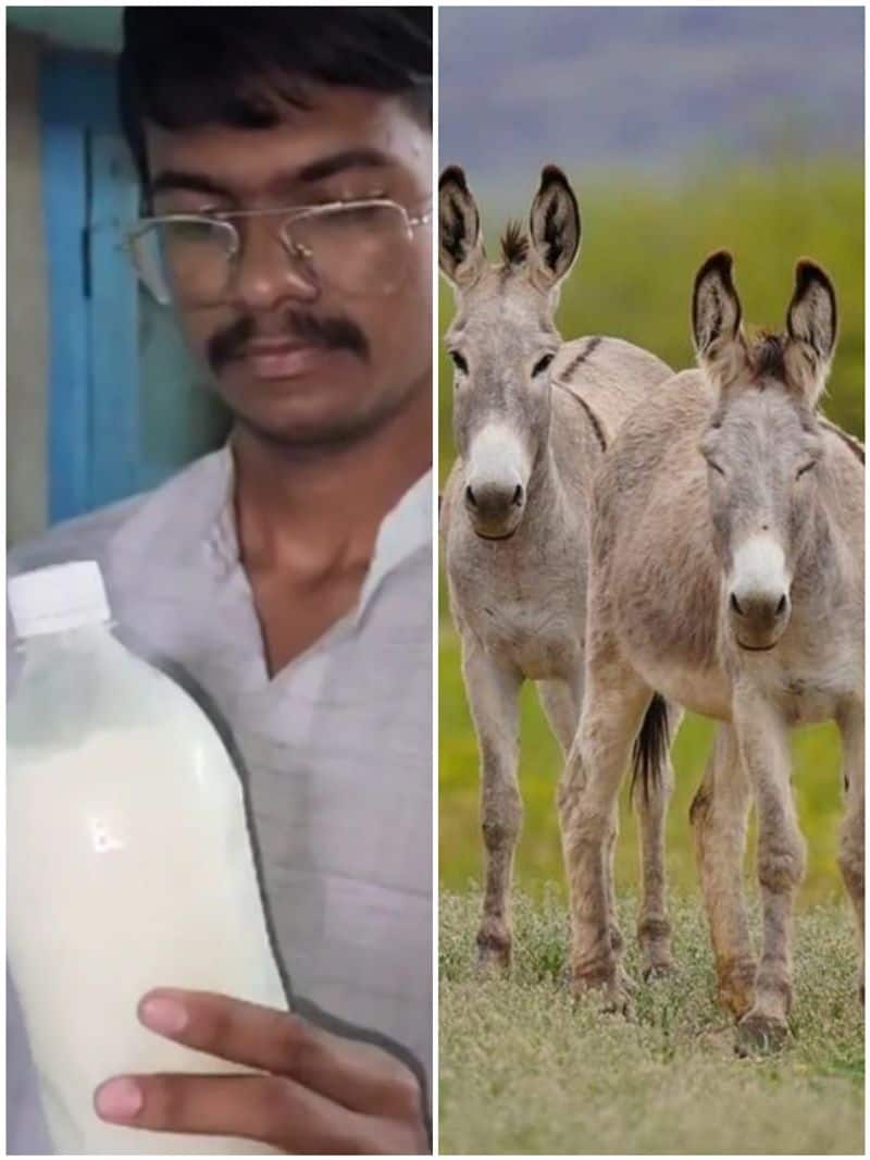 Benefits of Donkey Milk mma